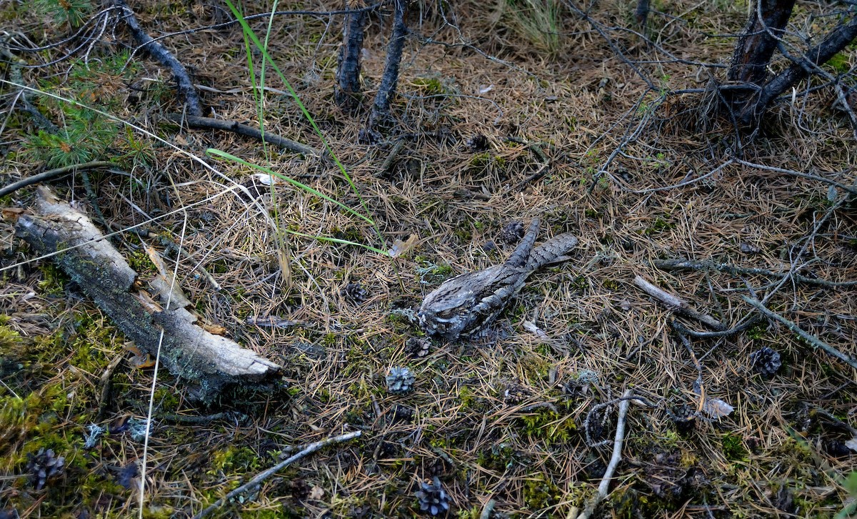 Eurasian Nightjar - ML204612111