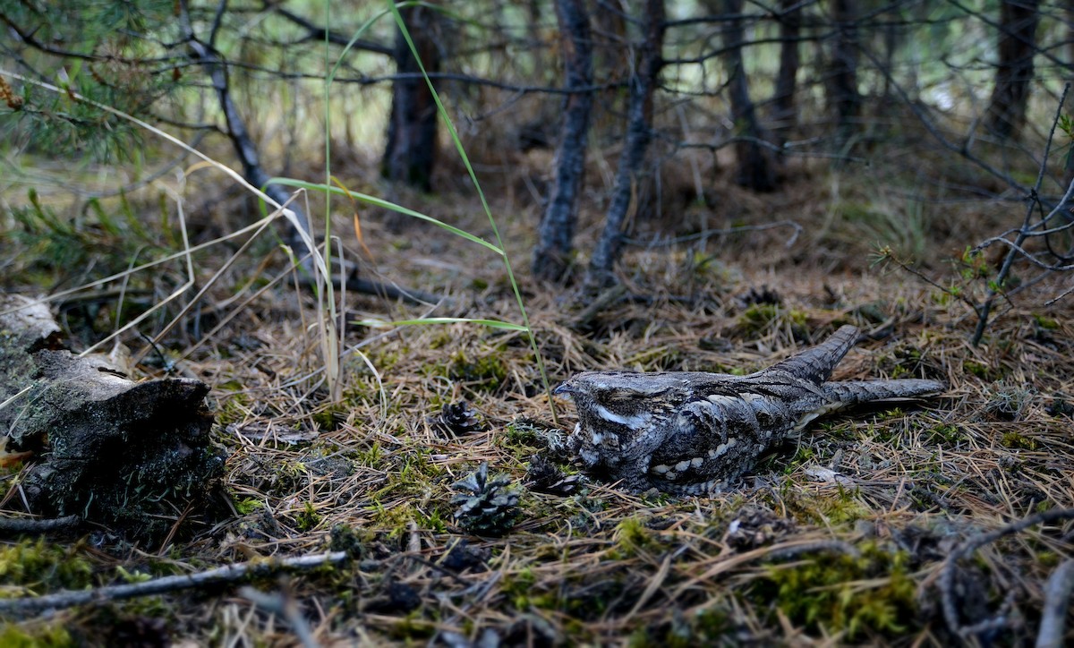 Eurasian Nightjar - ML204612121