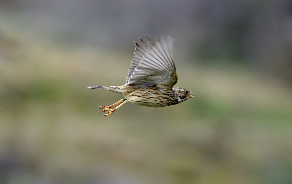 Corn Bunting - ML204612171