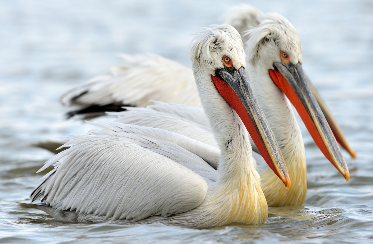 pelikán kadeřavý - ML204612191