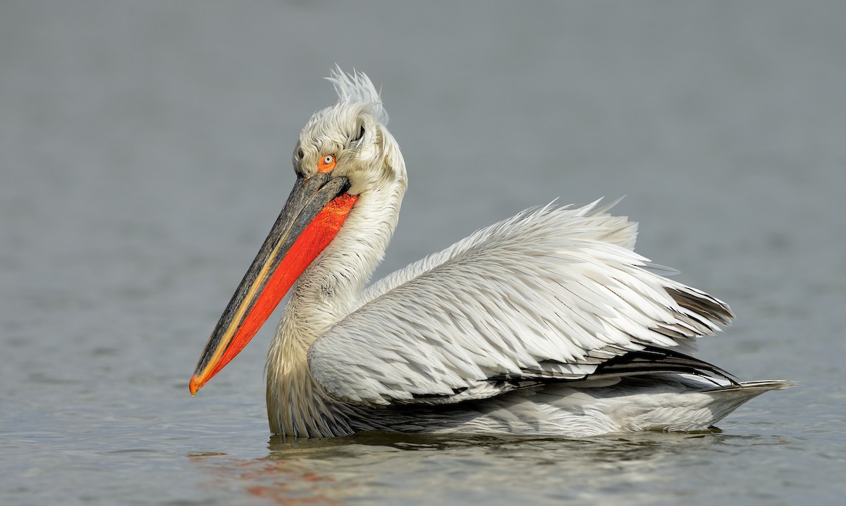 pelikán kadeřavý - ML204612321
