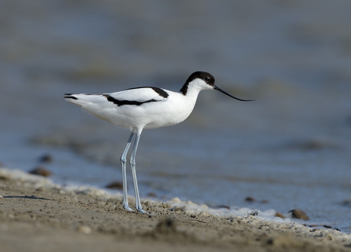 Pied Avocet - Pavel Štěpánek