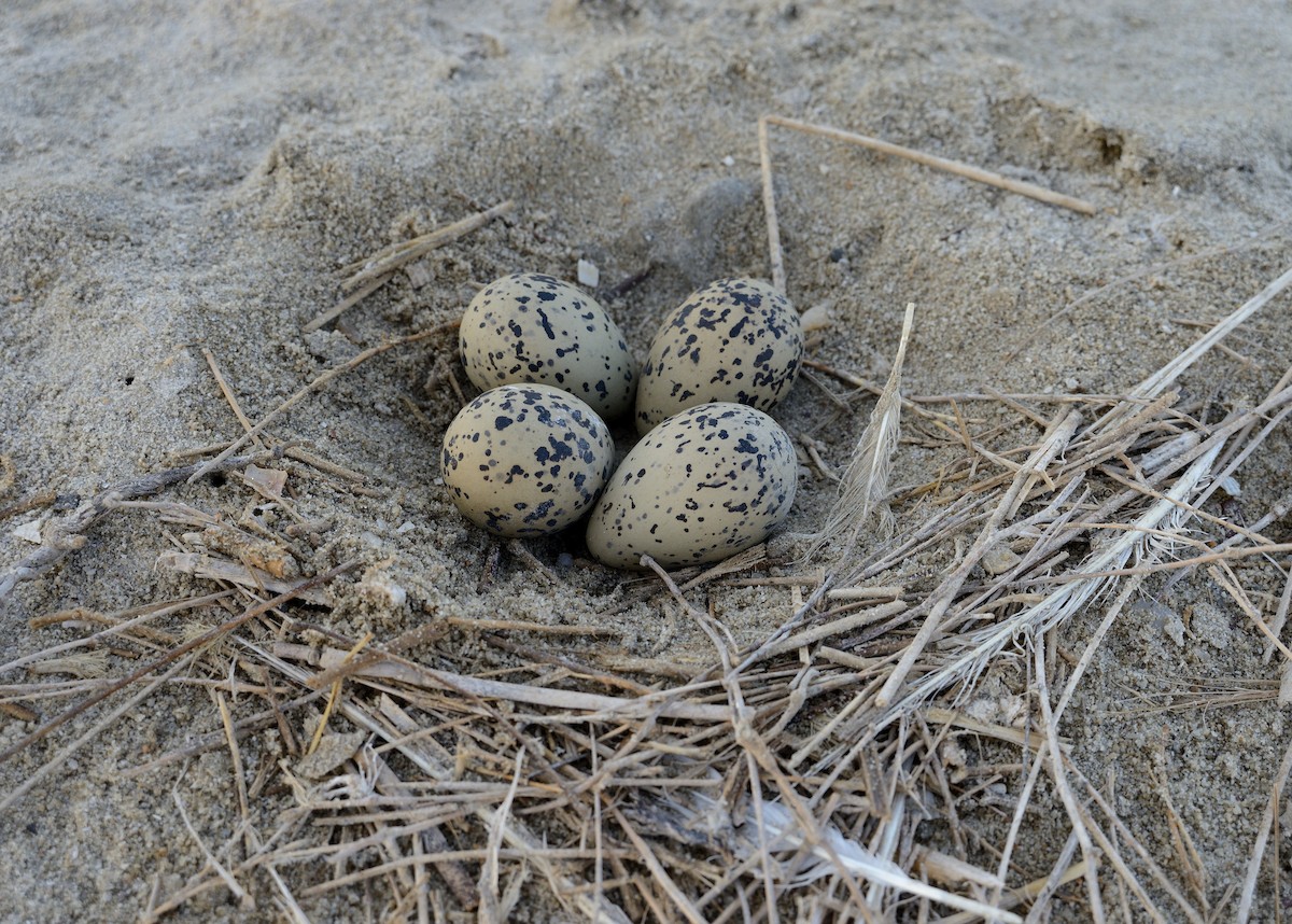 Pied Avocet - ML204613171