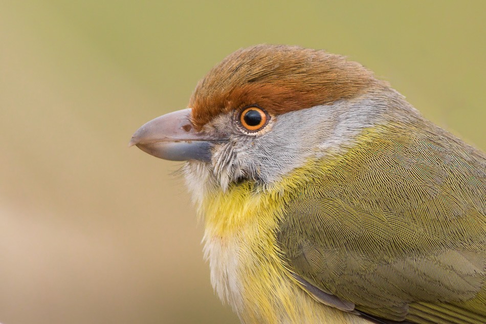 Rufous-browed Peppershrike (Chaco) - Jorge Claudio Schlemmer