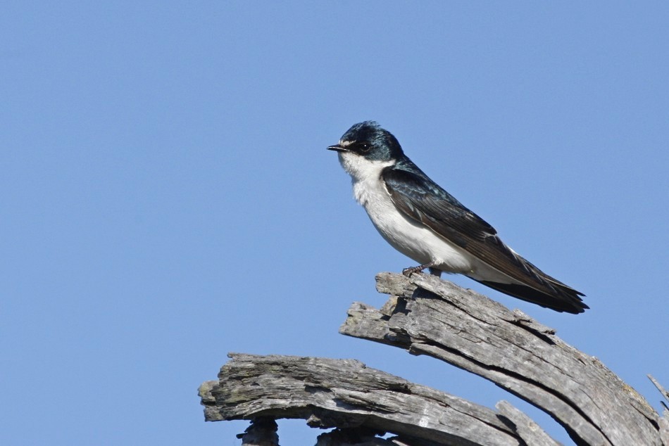 White-rumped Swallow - ML204613341