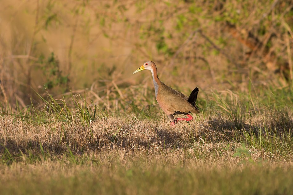 Giant Wood-Rail - ML204613561