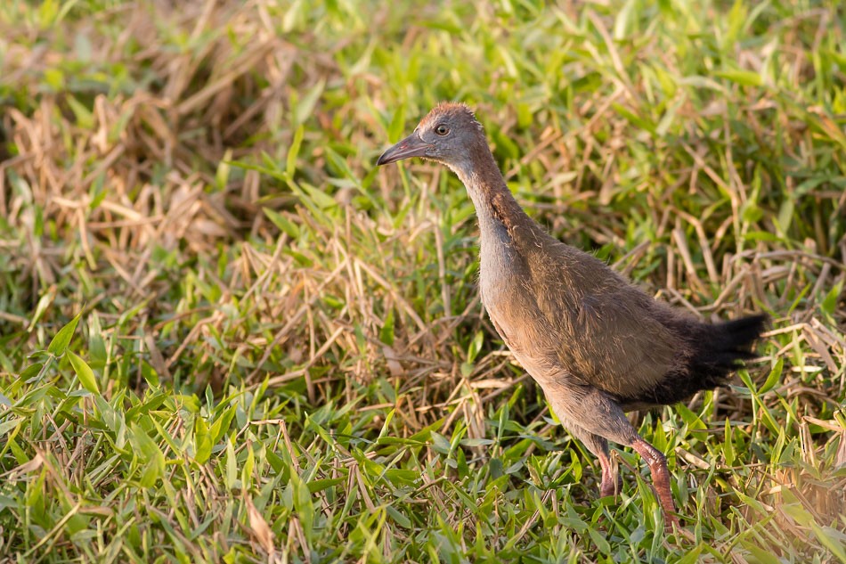 Giant Wood-Rail - ML204613571