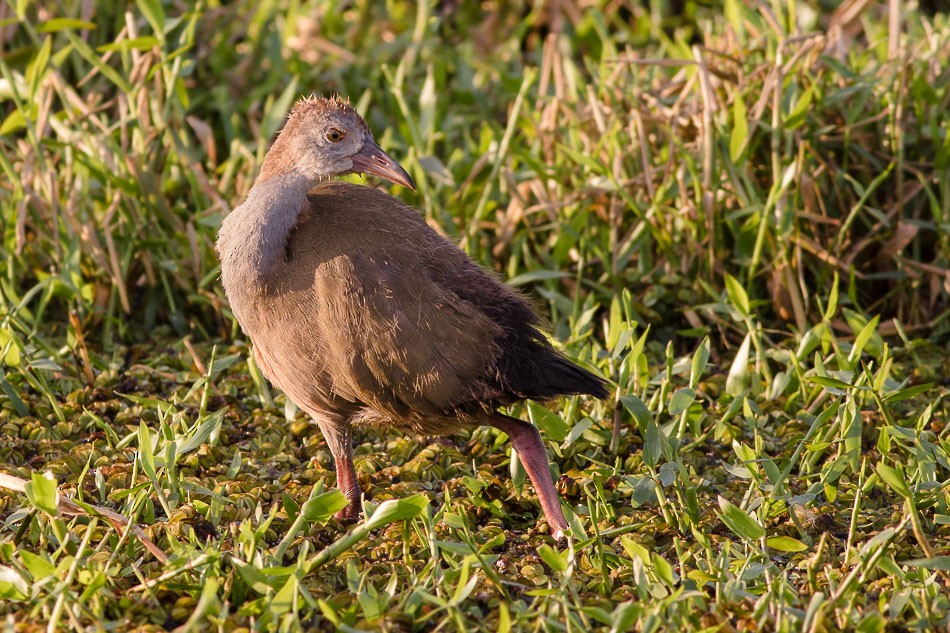 Giant Wood-Rail - ML204613581