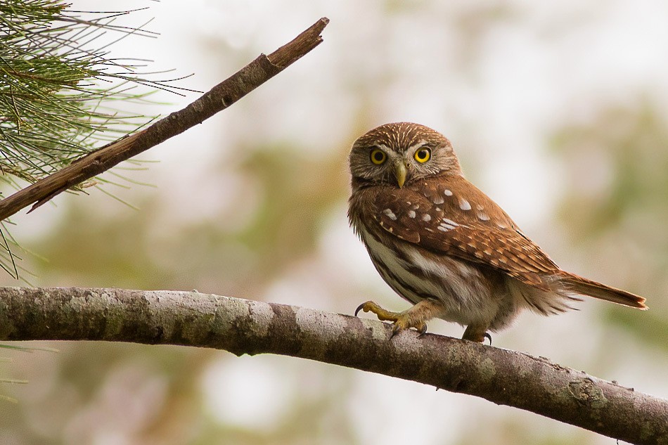 Ferruginous Pygmy-Owl (Ferruginous) - Jorge Claudio Schlemmer