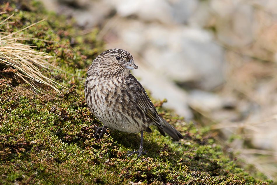 Yellow-bridled Finch (Yellow-tailed) - ML204613741