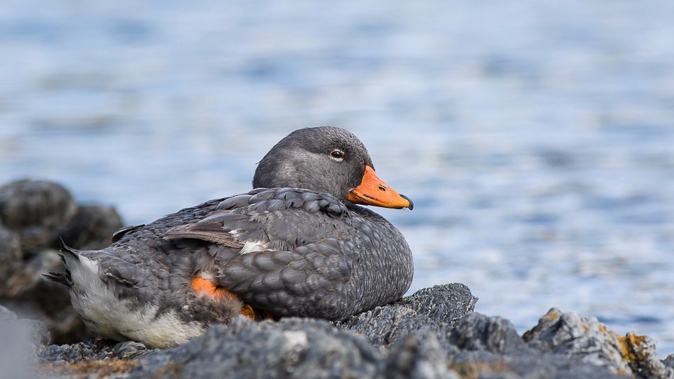 Flightless Steamer-Duck - ML204613751