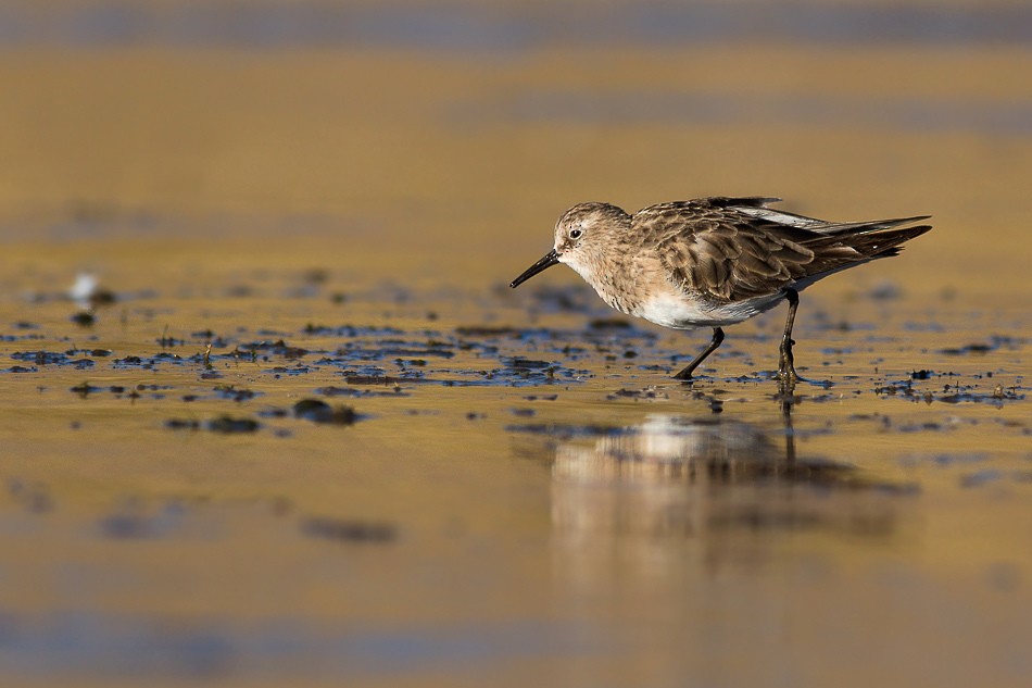 Baird's Sandpiper - ML204613861