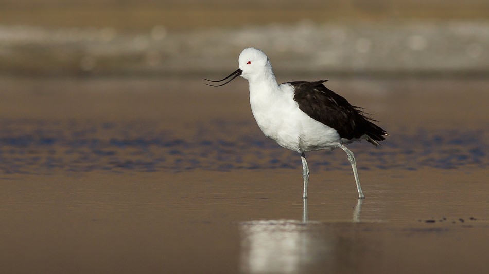 Andean Avocet - ML204613871