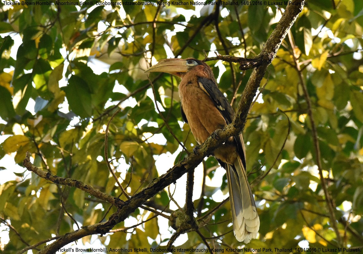 Rusty-cheeked Hornbill - ML204613961