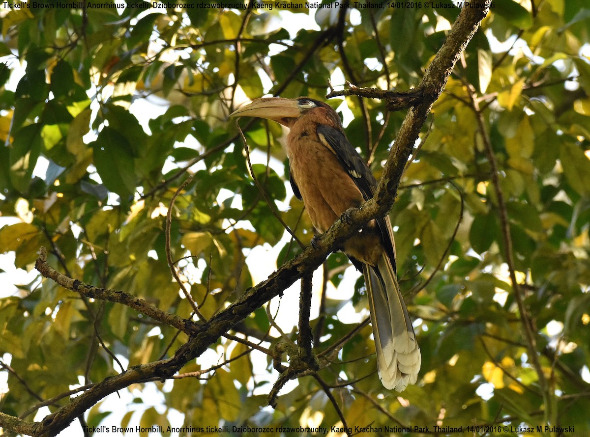 Rusty-cheeked Hornbill - ML204613971