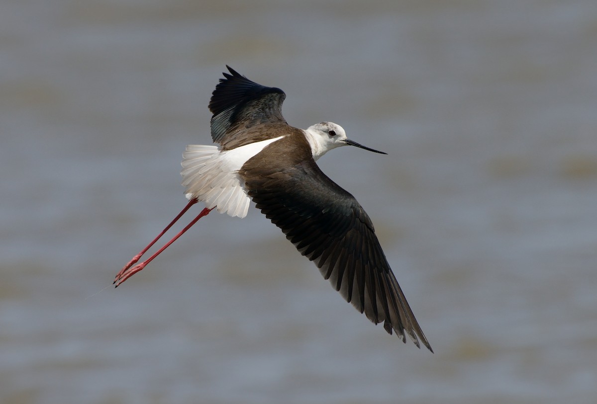 Black-winged Stilt - Pavel Štěpánek