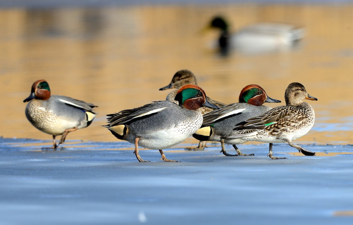 Green-winged Teal (Eurasian) - Pavel Štěpánek