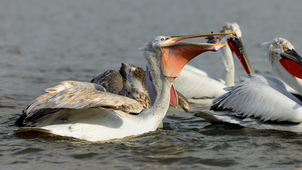 pelikán kadeřavý - ML204614931