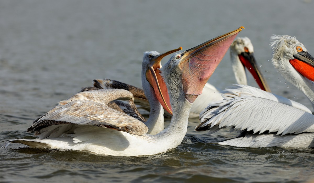 Dalmatian Pelican - ML204614941