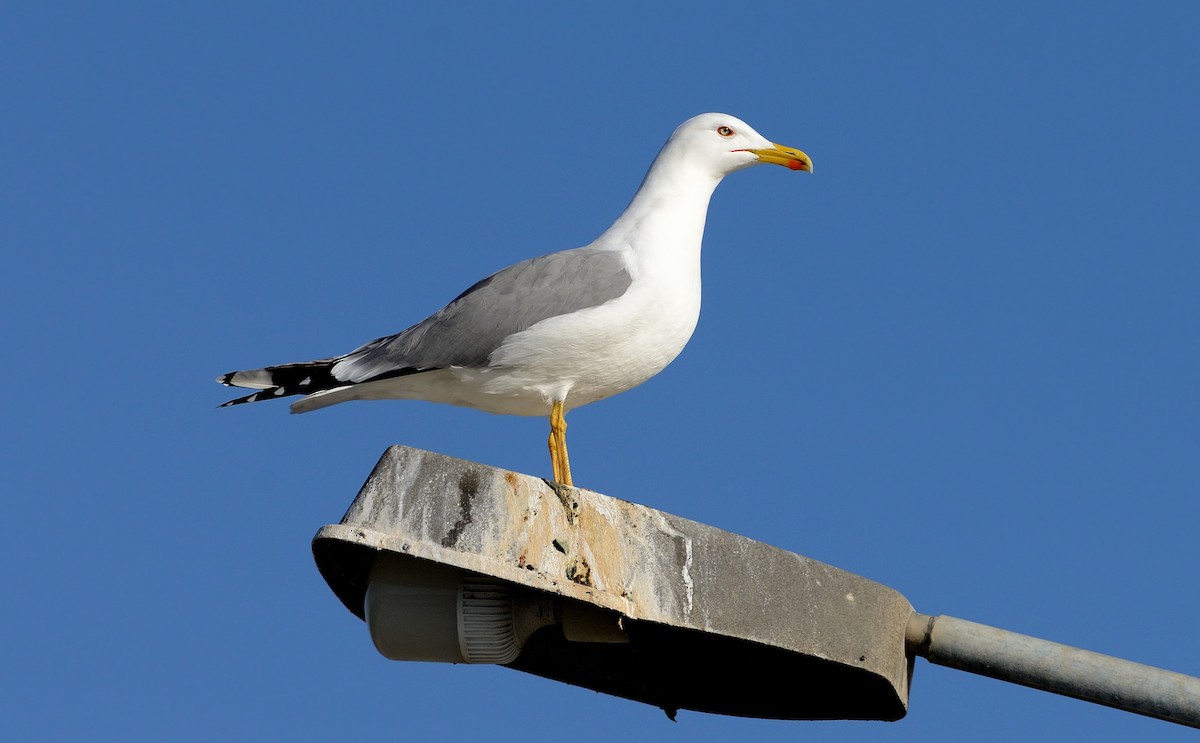 Yellow-legged Gull (michahellis) - Pavel Štěpánek