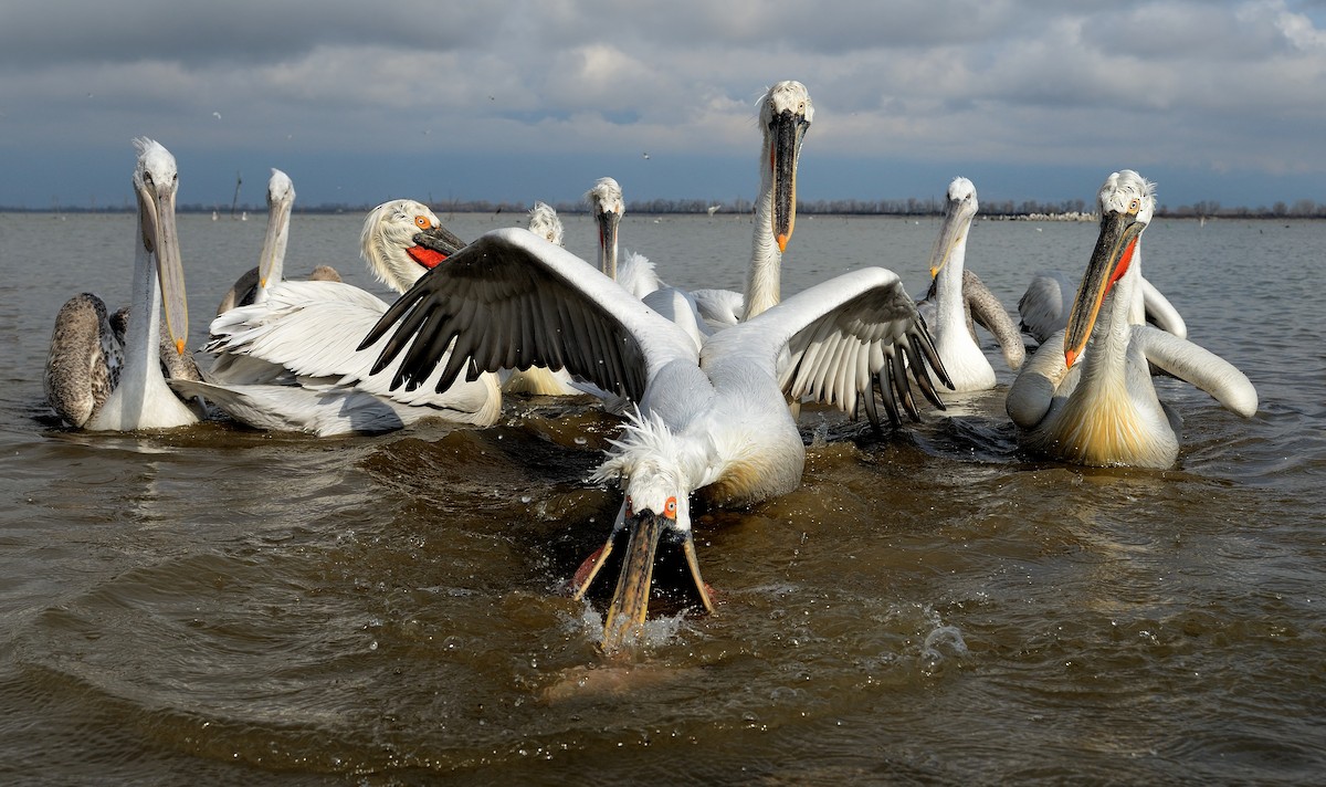 pelikán kadeřavý - ML204614971
