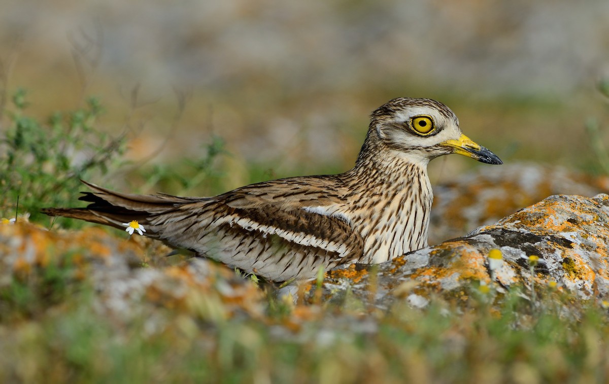 Eurasian Thick-knee - Pavel Štěpánek