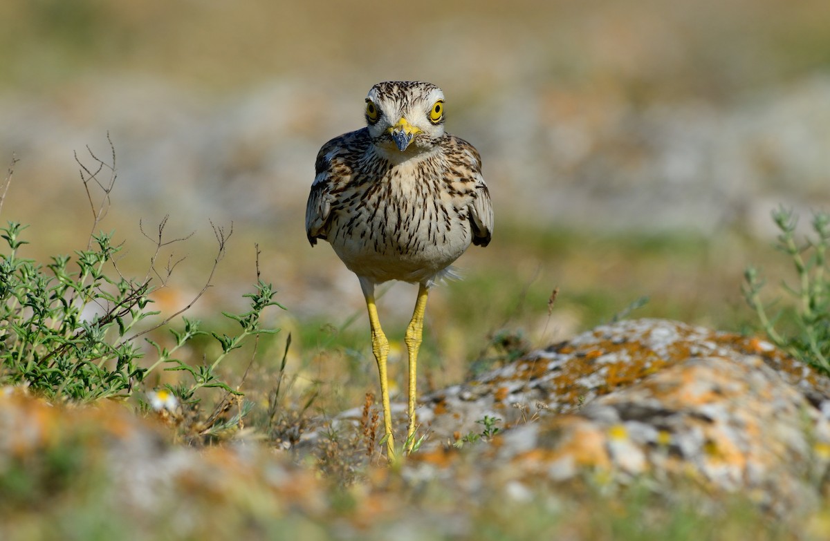 Eurasian Thick-knee - Pavel Štěpánek