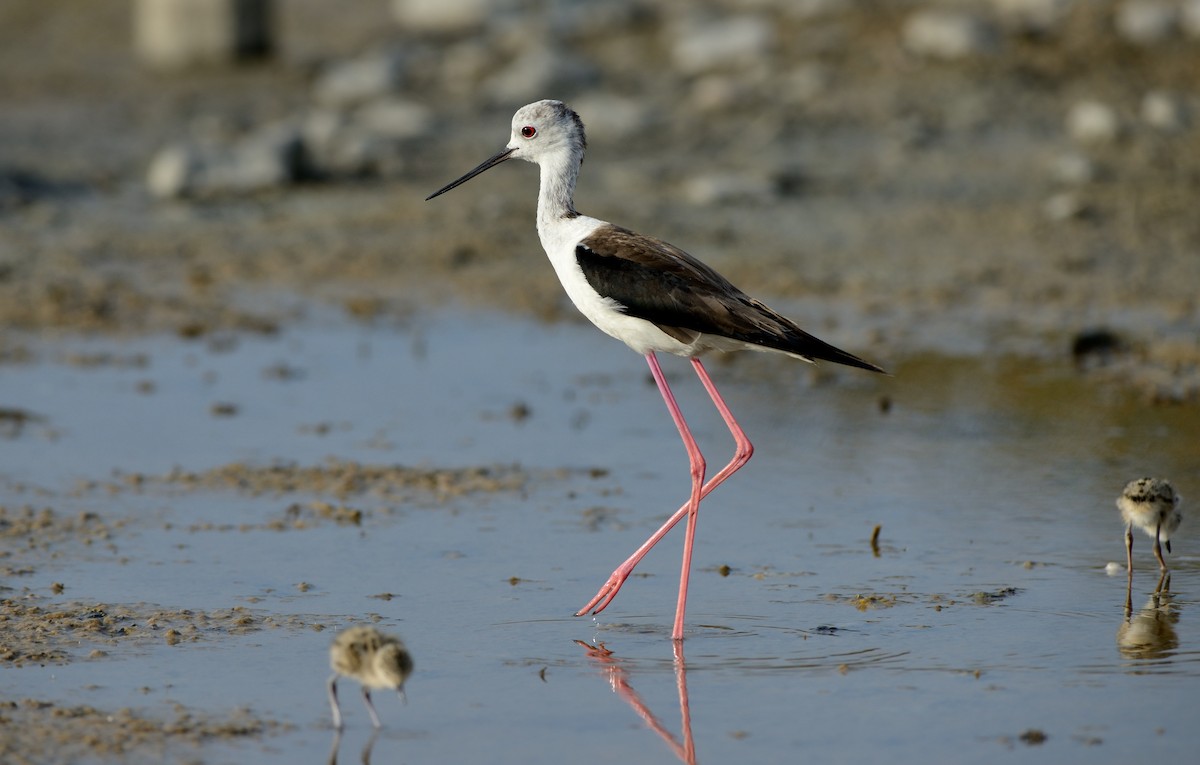 Black-winged Stilt - ML204615371