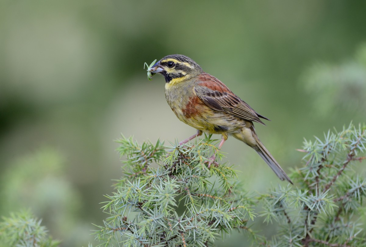 Cirl Bunting - ML204615581