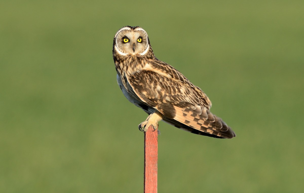 Short-eared Owl (Northern) - ML204615791