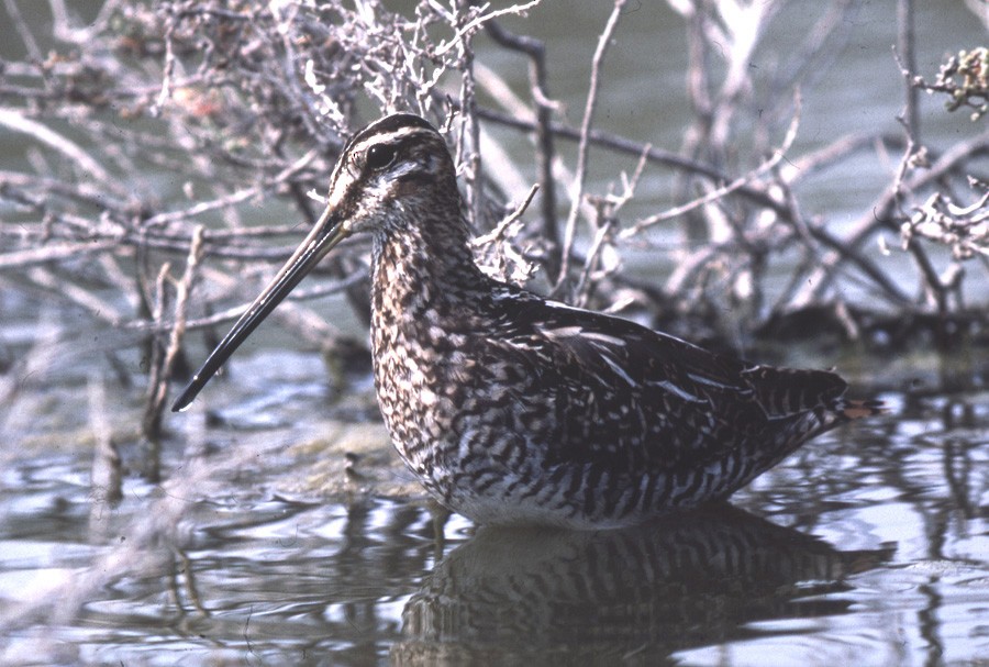 Common Snipe - ML204615981