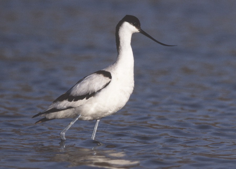 Pied Avocet - ML204616001