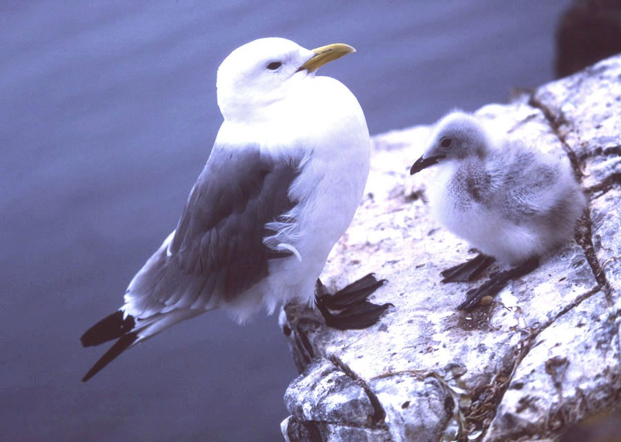 Black-legged Kittiwake (Atlantic) - ML204616151