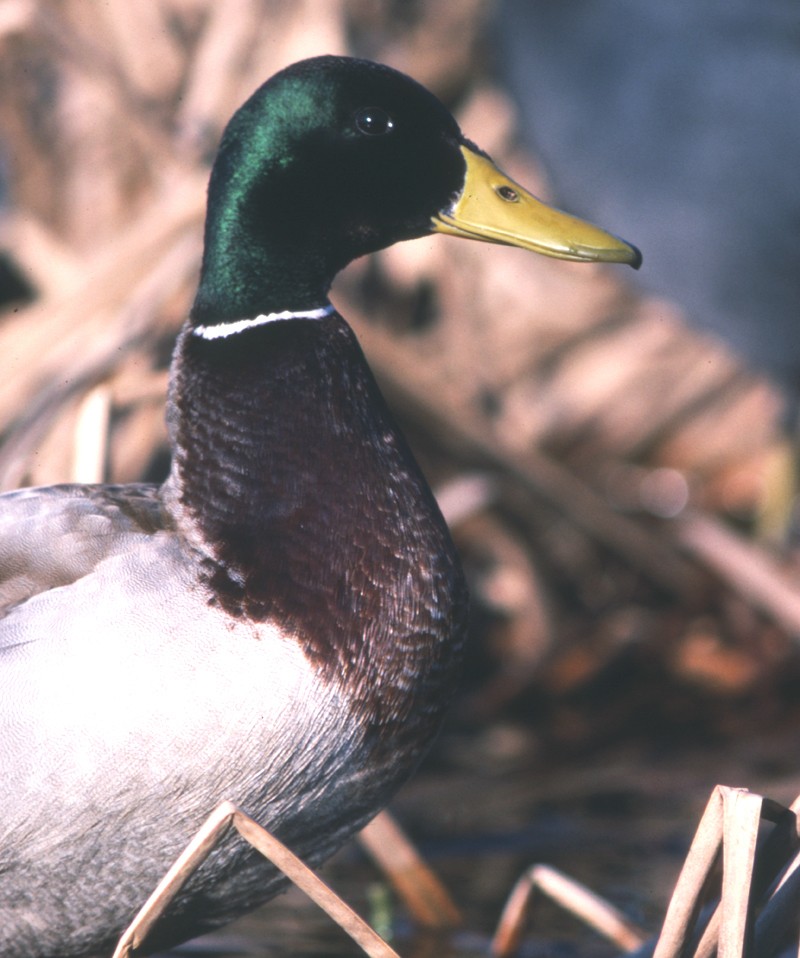 Mallard - ML204616521