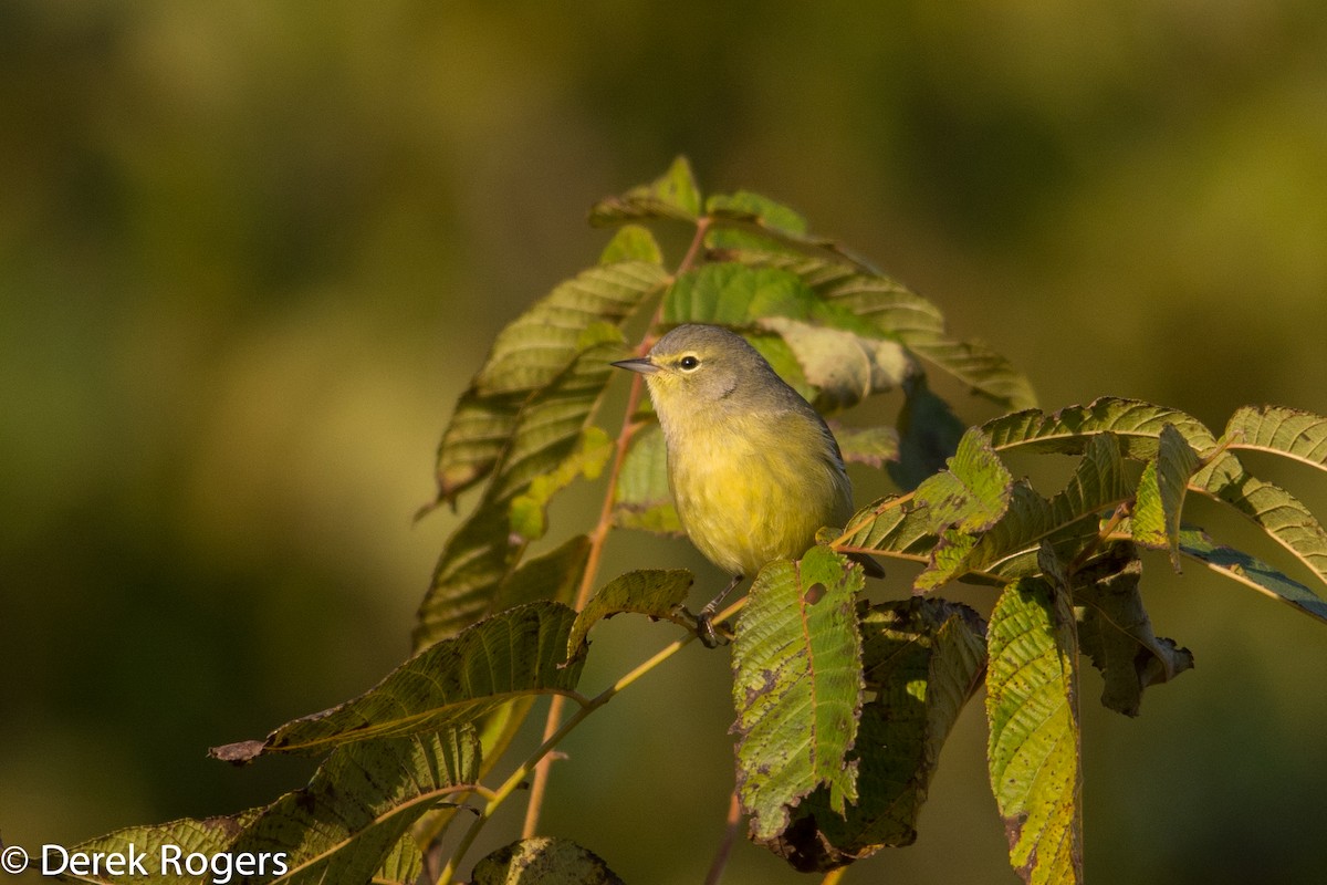 Orange-crowned Warbler - ML20461661