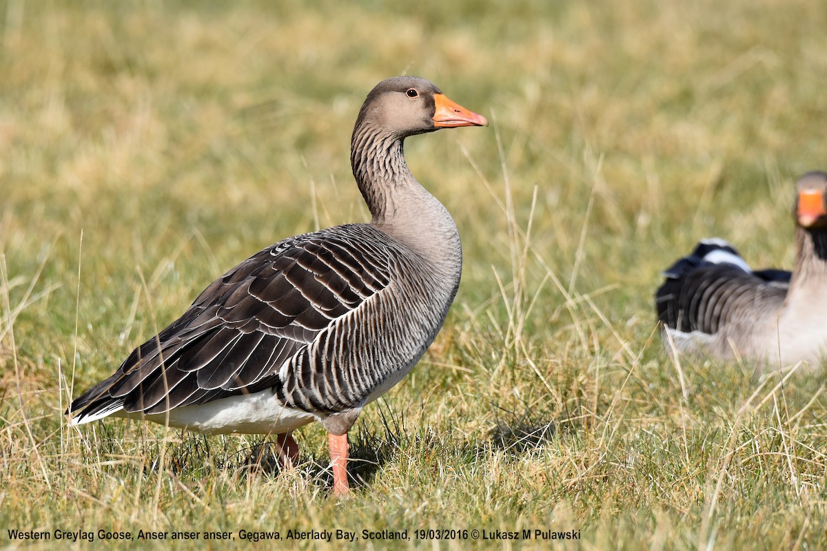 Graylag Goose (European) - Lukasz Pulawski