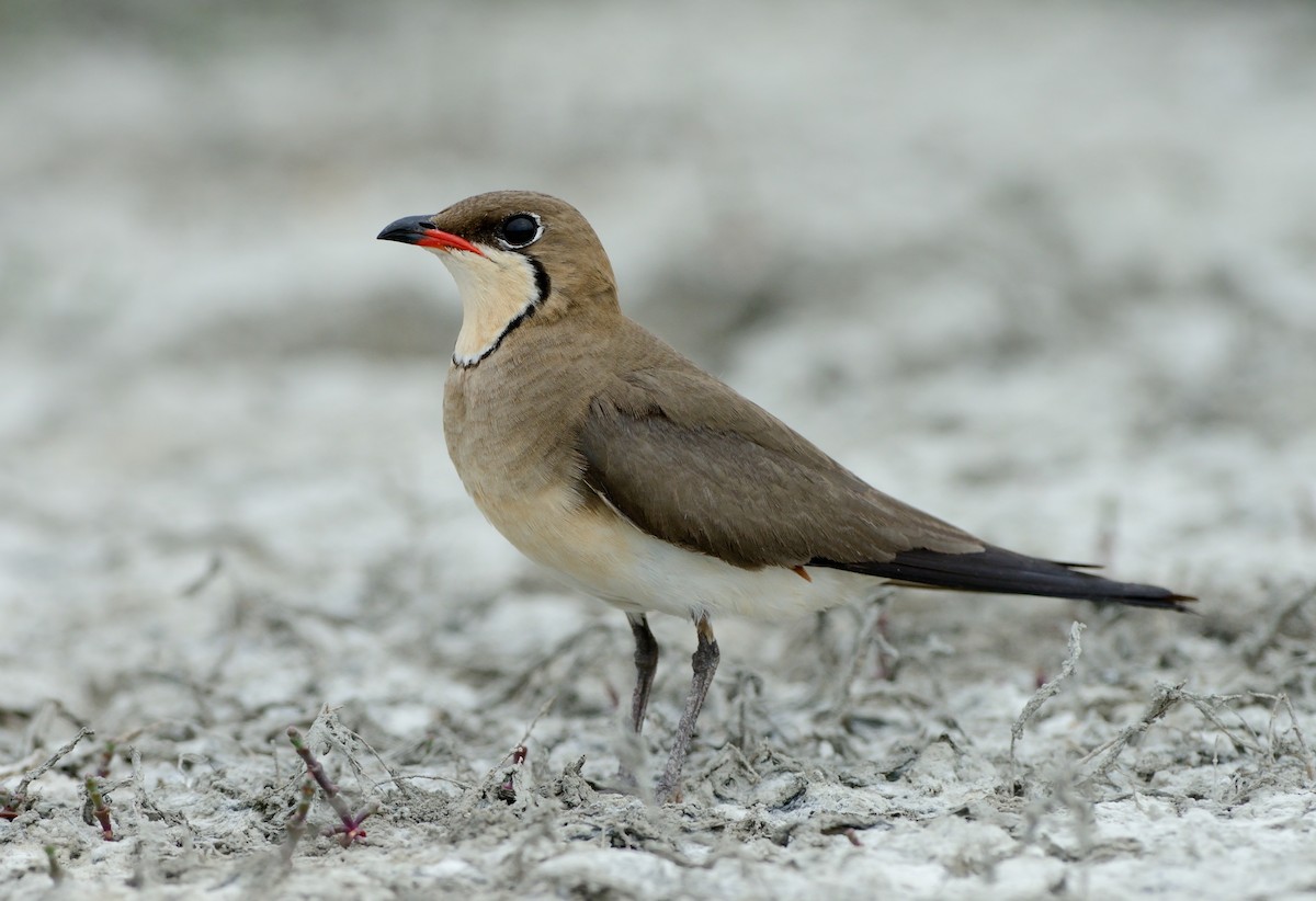 Collared Pratincole - Pavel Štěpánek