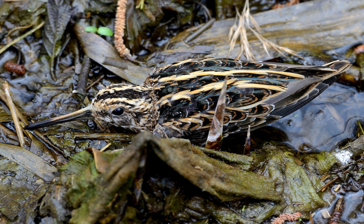 Jack Snipe - ML204617141