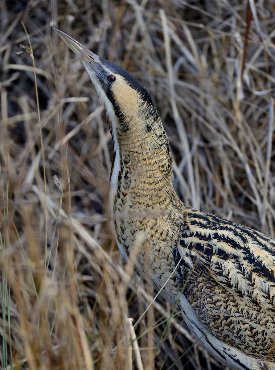 Great Bittern - ML204617331