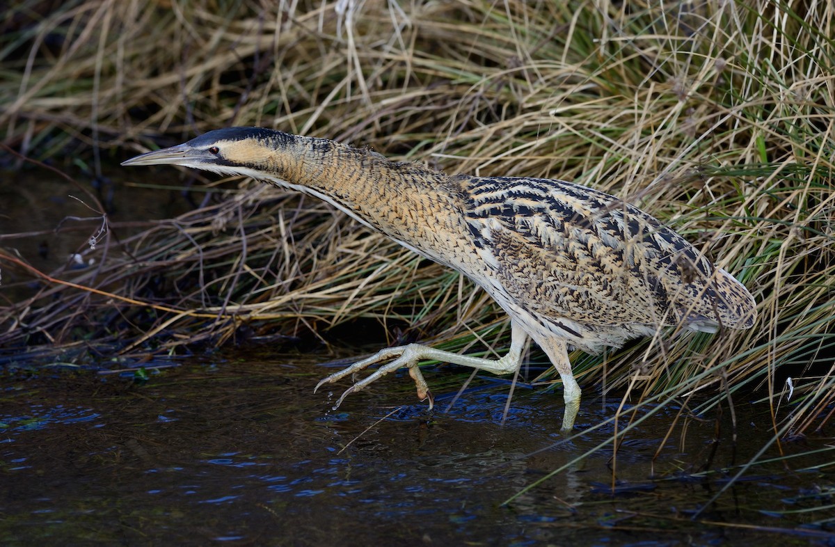 Great Bittern - ML204617431