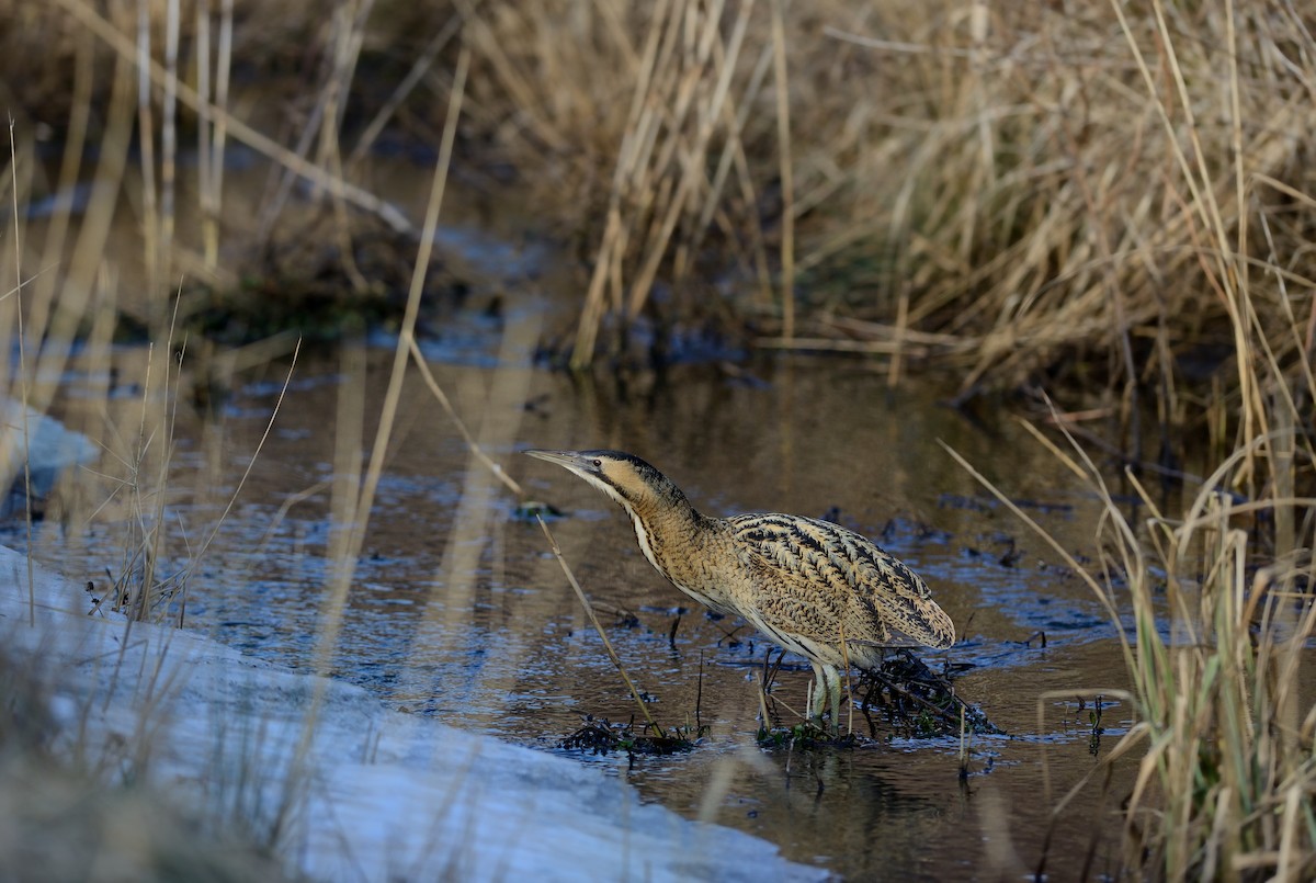 Great Bittern - ML204617441