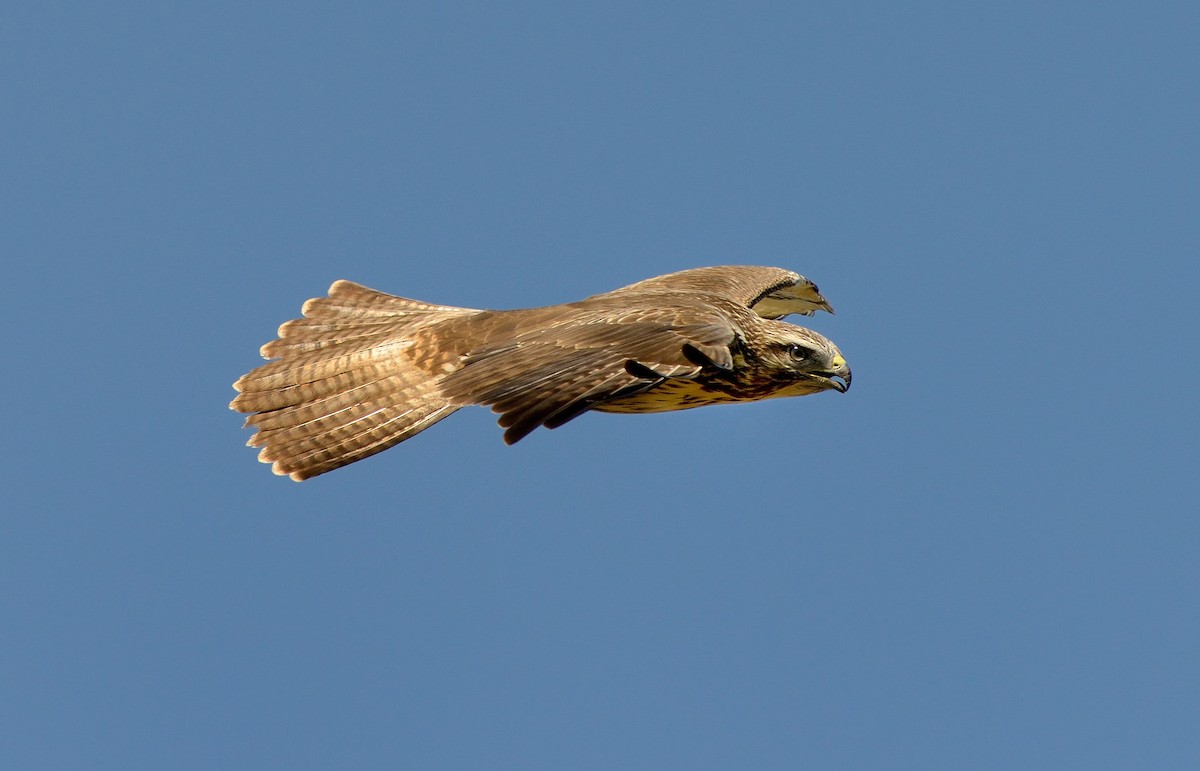 Common Buzzard (Western) - ML204617551