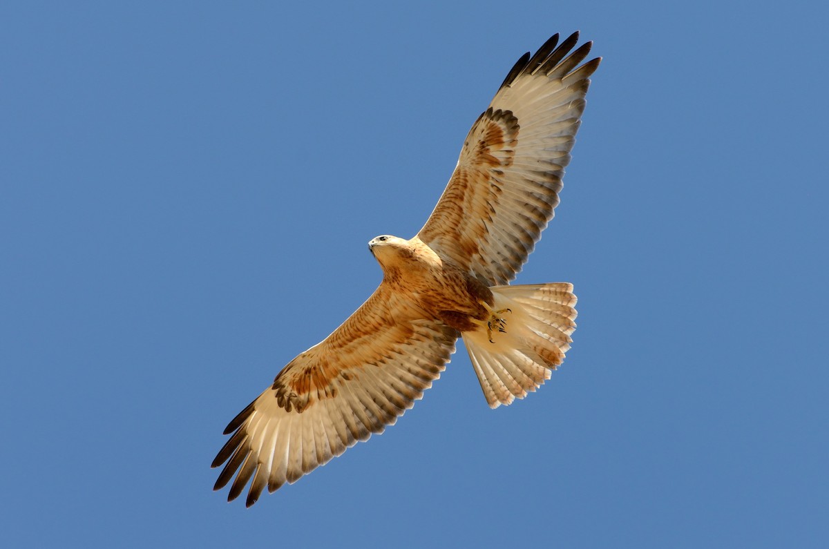 Long-legged Buzzard (Northern) - ML204617561