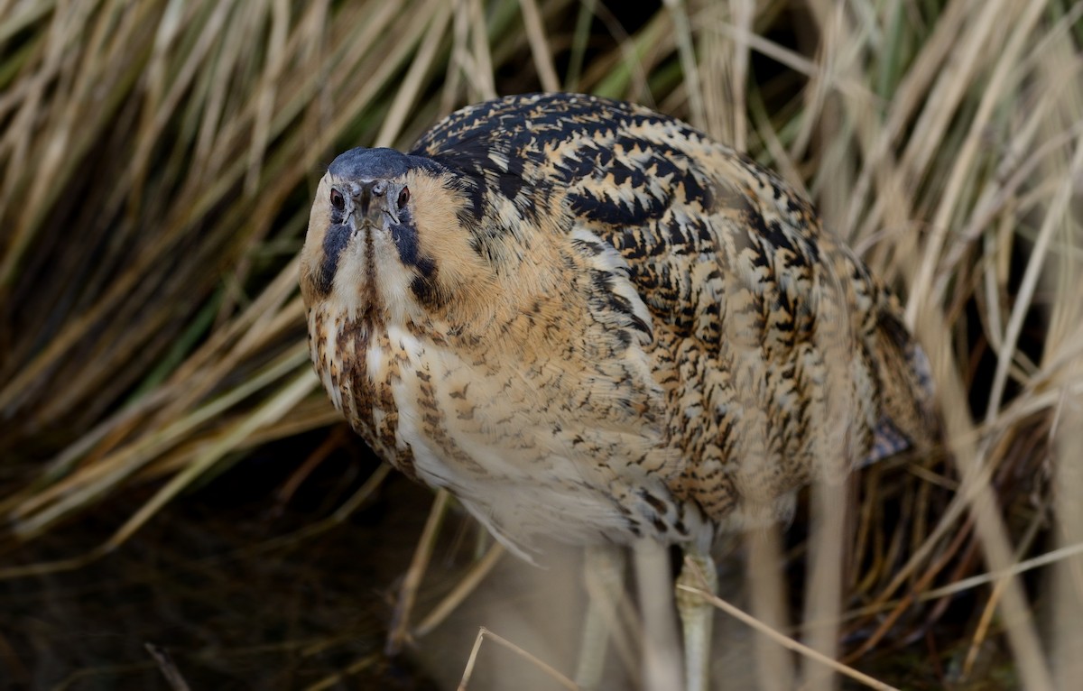 Great Bittern - ML204617591