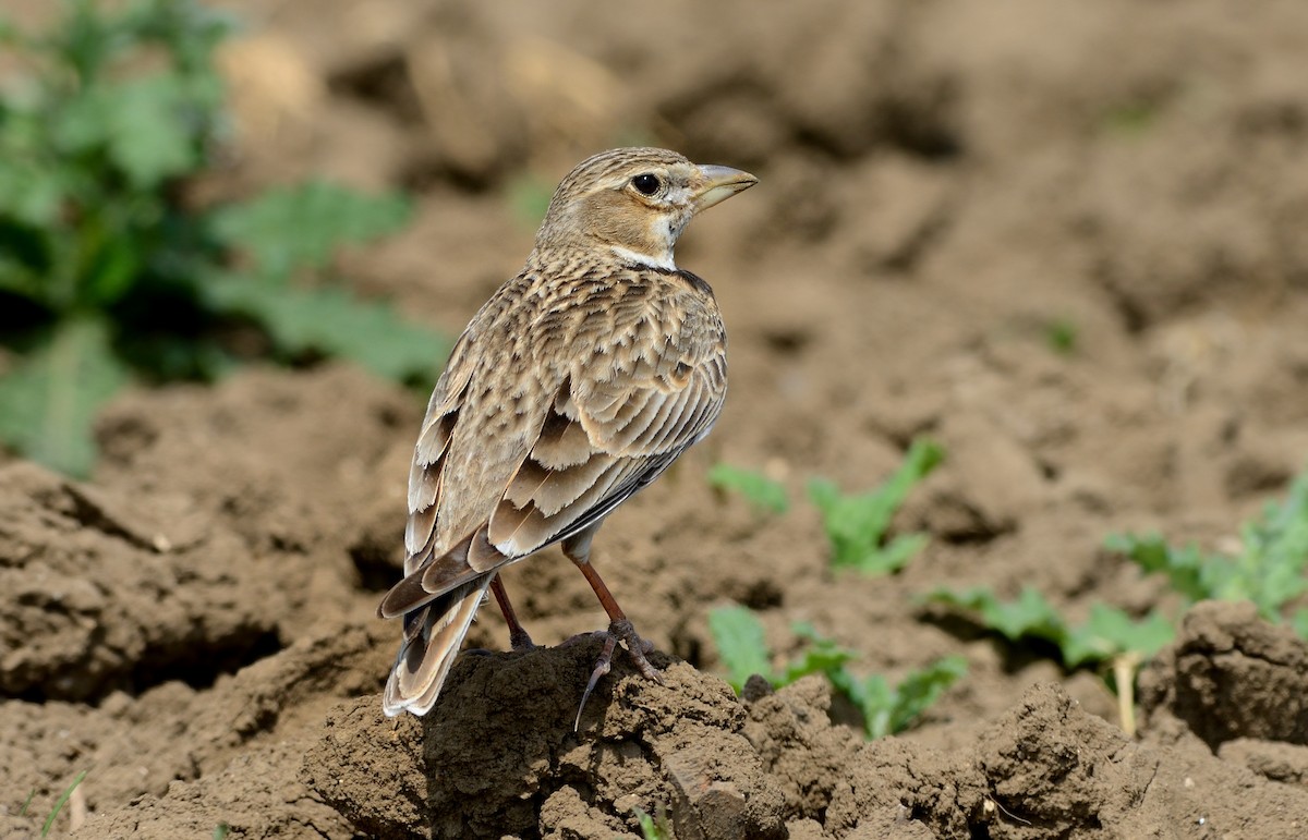 Calandra Lark - ML204617751