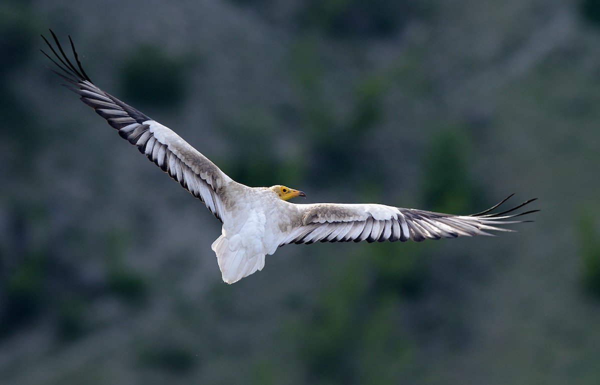 Egyptian Vulture - ML204617761