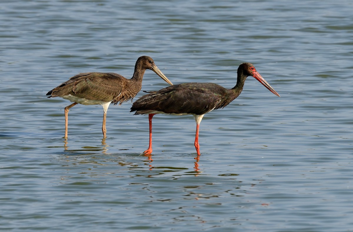 Black Stork - ML204617811