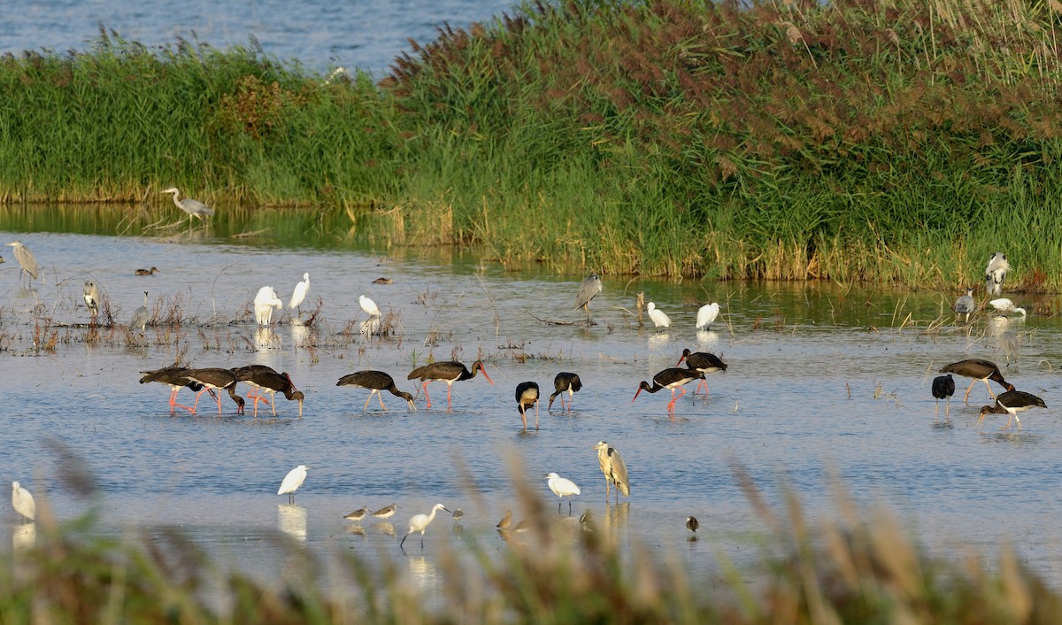 Black Stork - ML204617831