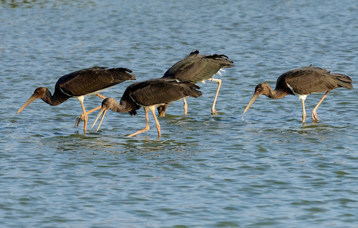 Black Stork - ML204617841