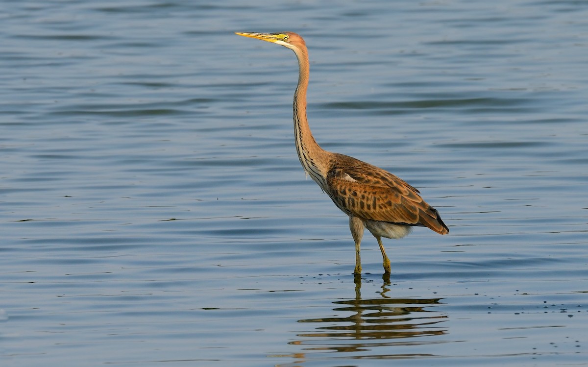 Purple Heron (Purple) - ML204617861